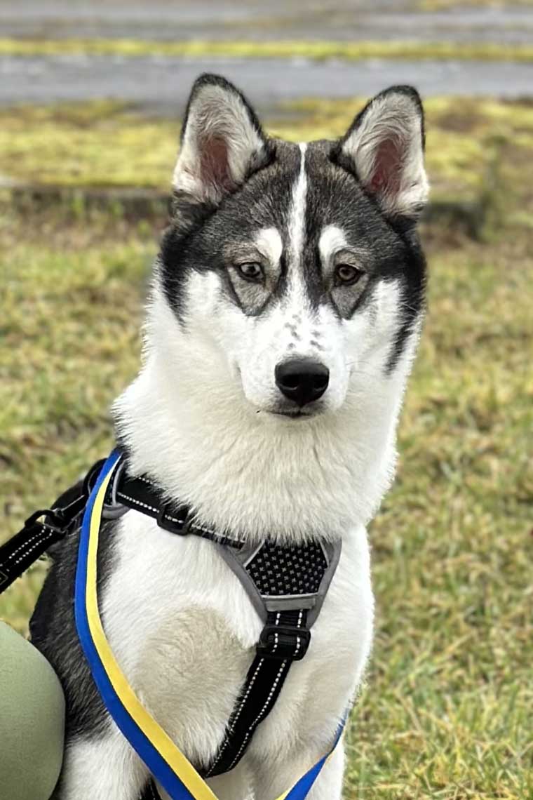 Pfotenschule - Training - Hund