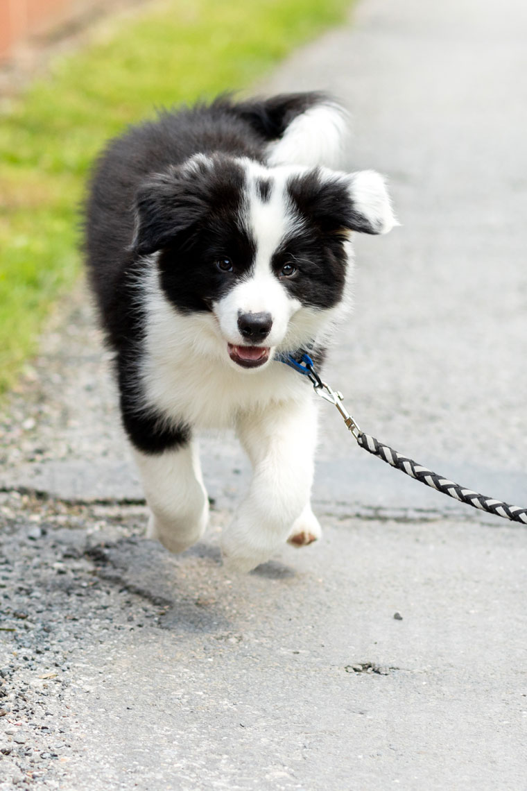 Pfotenschule - Kurse - Hund