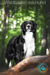 Waldbaden mit Hund